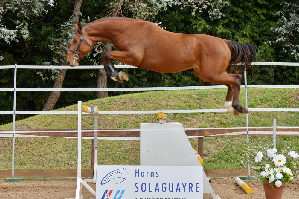 SOLAGUAYRE CASINUS